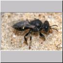 Oxybelus bipunctatus - Fliegenspiesswespe w07 5-6mm - Sandgrube Niedringhaussee.jpg